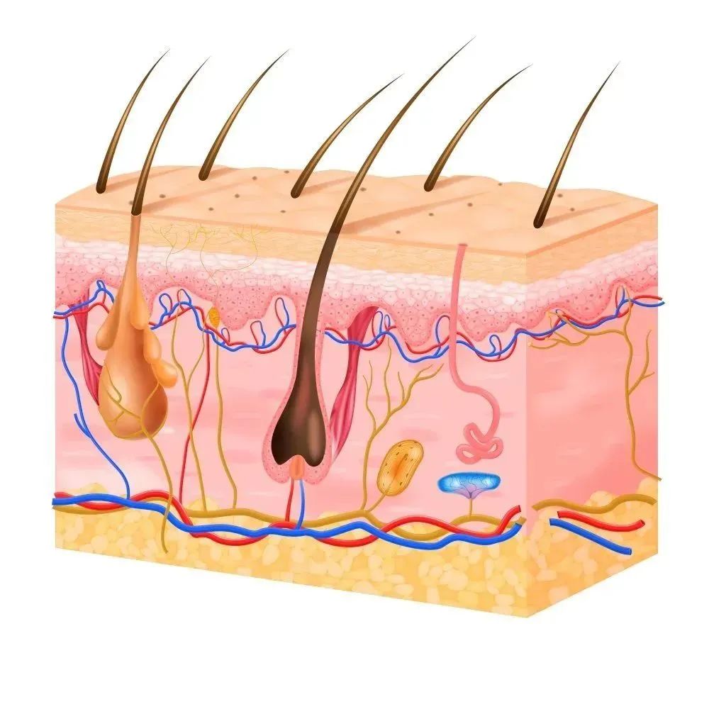 What is Red Light Therapy?