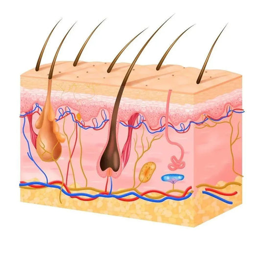 What is Red Light Therapy?